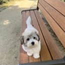 대구강아지분양 럽댕 이미지