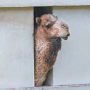 쌍봉축산 이미지