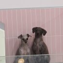 딩굴댕굴 애견호텔 유치원 이미지