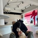 어몽독스 이미지