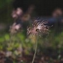 의왕 왕송 호수 공원에 자리한 할미꽃 이미지