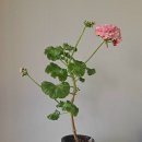 미소빵빵 이미지