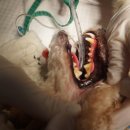 Dr.DOG 동물의료센터 이미지