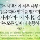 시냇가에심은나무 이미지