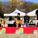 서울애견 이미지