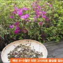 제주고사리