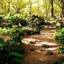 교래자연휴양림 이미지