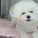 판교 P&P 동물병원 이미지