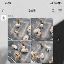 후스독 이미지
