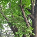 느티나무와 팽나무. 이미지