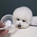 우월한 탄산 | 강아지화식 프리미엄 사료 추천 우월한탄산