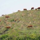 국영축산 이미지