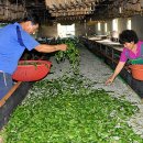 김영칠농장 이미지