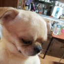 임정애 | [남양주 유기견 보호소] 봉사 후기 2013년 09월 28일