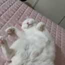 슈아 이미지