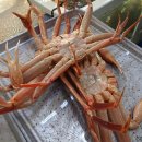 영덕대게물회전문 이미지