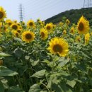 대부도해양본부 이미지