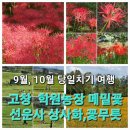 9월,10월 당일치기 국내여행. 고창 선운사, 학원농장 여행후기
