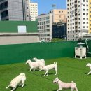 멍머니 2호점 이미지