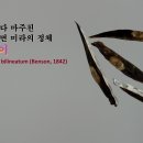 🎬화초 키우다 마주친 발코니 벽면 미라의 정체 The Balcony Mummy Discovered While Gardening 이미지