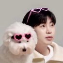 예쁜강아지 이미지