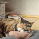 미방부천송내 | 1박2일 부천과 김포, 그리고 인천을 모두 가로지르는 거창한 나들이(고양이 사진 많음 컴온!)