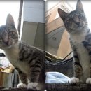 냥이친구 이미지