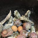 용당가야밀면 / 석화구이 밀면 둘다 맛볼수 있는 곳