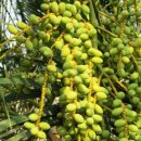 현씨농장 이미지