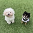 포멀독 반려견센터 | 대구 다사읍 애견호텔 포멀독 반려견센터 비용 시간 위치