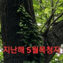 나눔약초 Daum카페