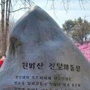 경기도부천시.5대봄꽃축제명소중 하나인 원미산(춘덕산)진달래꽃동산의 만개된 잔달래꽃구경보러가기. 이미지