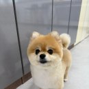 4239 | 김해 애견미용학원, 한 달 45만원 취미에서 내 기술로 바뀌는 순간