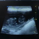 디어베어켄넬 이미지