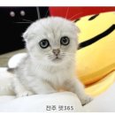 펫365 - 북구 동암로 24 | 펫365