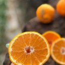 제내농장 이미지