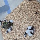 [럭키주] 데구 / 어울림이들의 운전면허 도전기🚘 / 광복절 맞이 태극기 팔찌 만들기 🇰🇷 이미지