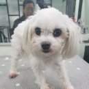 김철수미용실 이미지