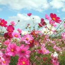 코스모스 이미지