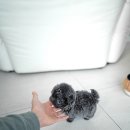 블루퍼피 이미지