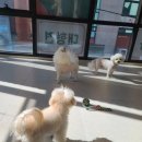 황실 애견미용 살롱 이미지