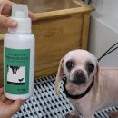 폴인럽 애견&고양이 미용 돌봄&호텔 | 피부 건강을 더욱 꼼꼼하게 관리 마포애견미용 폴인럽 애견&amp;고양이 미용 돌봄&amp;호텔