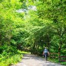 산림욕장 진입로 이미지