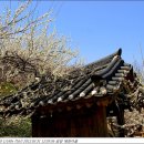 매화마을1 이미지