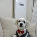 음 이미지
