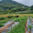 욱스팜
