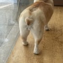 하트애견미용실 이미지