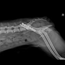 본 동물메디컬센터 외과동물병원 이미지