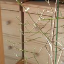 미니 장미, 브룬펠시아 -봄맞이 식물 손질, 관리방법 이미지