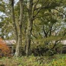 제주 소락 이미지